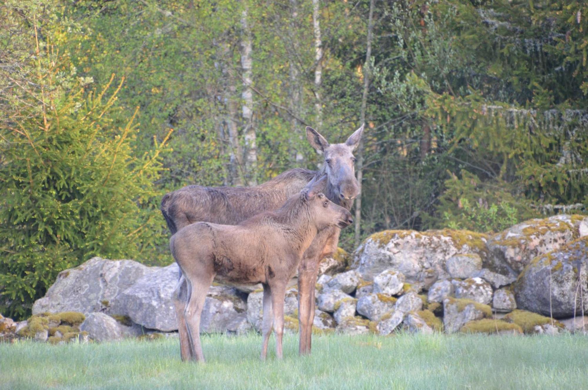 Soedra Ljunga Vandrarhem Ljungby  Exterior foto